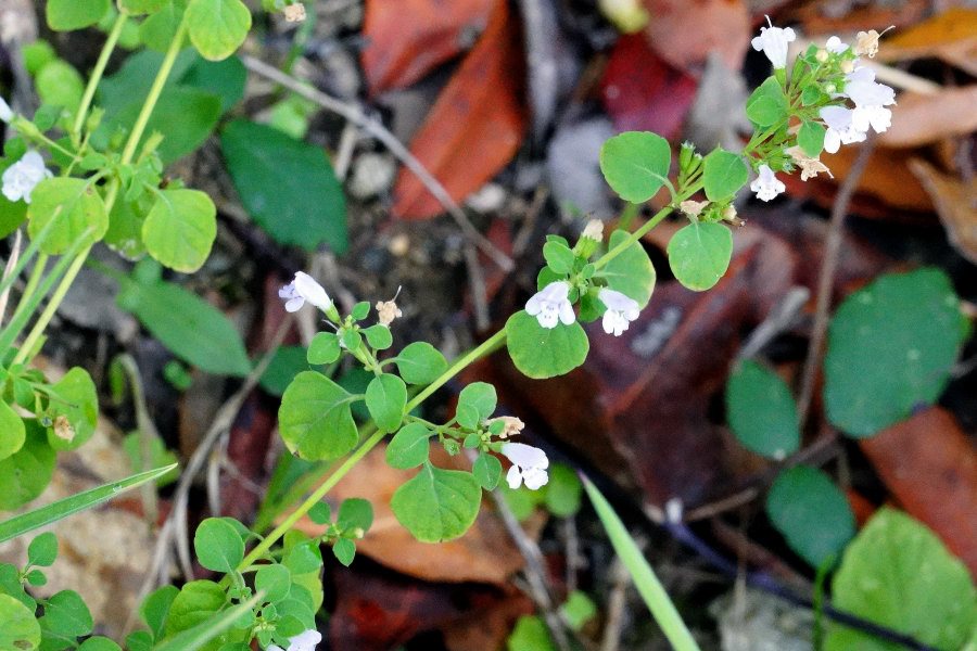 Clinopodium nepeta subsp. spruneri